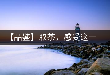 【品鑒】取茶，感受這一輪鳳起古茶的魅力