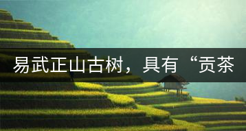 易武正山古樹，具有“貢茶范”