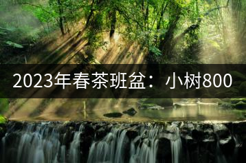 2023年春茶班盆：小樹800元／公斤，古樹1600-2200元／公斤