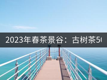 2023年春茶景谷：古樹茶500-600元／公斤，紫芽茶300-480元／公斤，白芽茶1200-2000元／公斤。