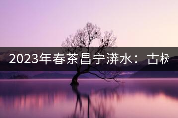 2023年春茶昌寧漭水：古樹混采純料480-600元／公斤，大樹360-420元／公斤，臺地260-300元／公斤，古樹單株均價880-1200元／公斤。