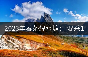 2023年春茶綠水塘： 混采11000-12000元／公斤，挑采14000元／公斤
