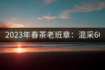 2023年春茶老班章：混采6000-8000元／公斤，挑采：12000元／公斤