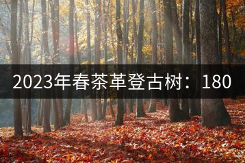 2023年春茶革登古樹(shù)：1800-2000元／公斤
