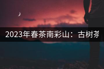 2023年春茶南彩山：古樹茶2000-2200元／公斤，大樹混采1200-1500元／公斤。