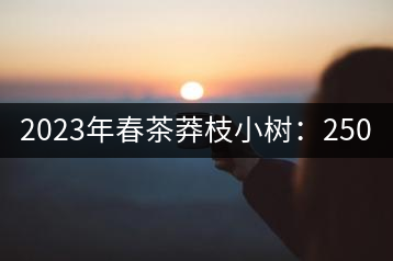 2023年春茶莽枝小樹：250元／公斤， 古樹：1000-1200元／公斤