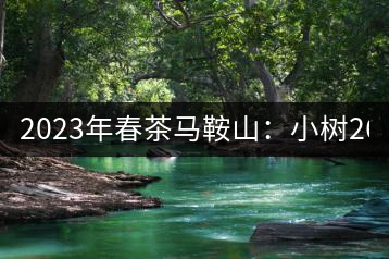 2023年春茶馬鞍山：小樹260–300元／公斤，古樹450-500元／公斤