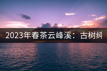 2023年春茶云峰溪：古樹純料：1200-1500元／公斤，古樹混采800-1000元／公斤，大樹500-800元／公斤，小樹300-500元／公斤