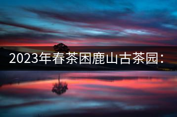 2023年春茶困鹿山古茶園：大樹8000-12000元／公斤，周邊小樹200-300元／公斤