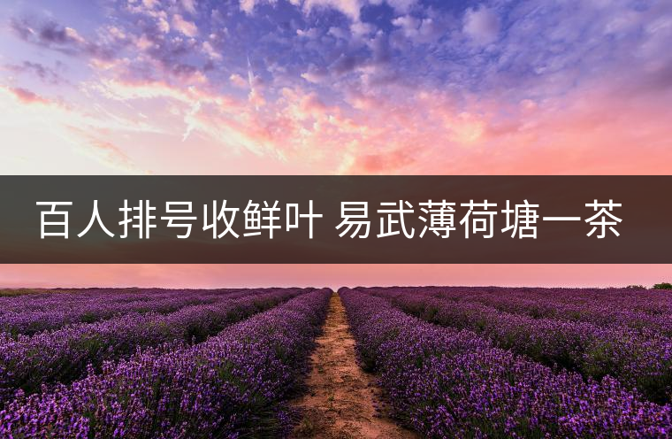 百人排號(hào)收鮮葉 易武薄荷塘一茶難求 百人排號(hào)收鮮葉 易武薄荷塘一茶難求