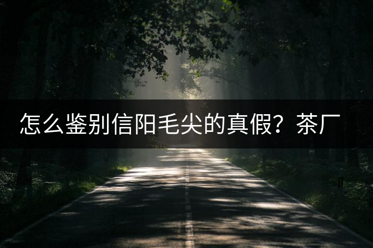 怎么鑒別信陽毛尖的真假？茶廠小姐姐親自告訴你茶葉的等級