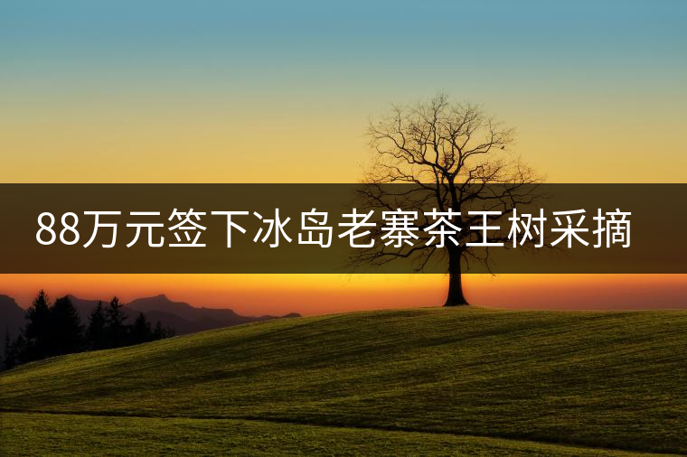 88萬元簽下冰島老寨茶王樹采摘權，誰說這是“競價交易”？