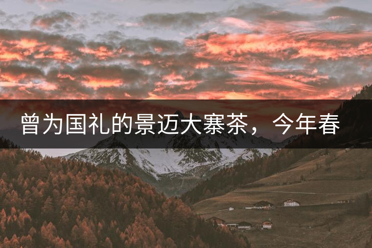 曾為國禮的景邁大寨茶，今年春茶性價(jià)比依舊高