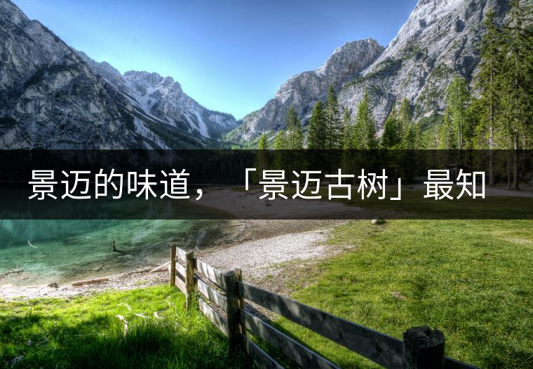 景邁的味道，「景邁古樹」最知道丨賞鑒