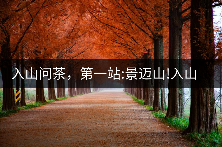 入山問茶，第一站:景邁山!入山問茶，第一站：景邁山！