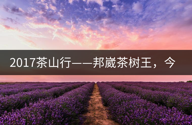 2017茶山行——邦崴茶樹王，今天你是長(zhǎng)這樣