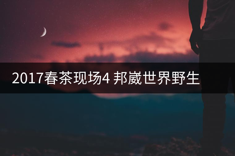 2017春茶現(xiàn)場4 邦崴世界野生過渡型茶王長啥樣?之枝丫2017春茶現(xiàn)場4 邦崴世界野生過渡型茶王長啥樣？之枝丫