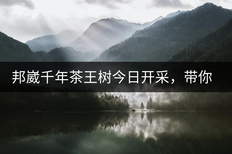 邦崴千年茶王樹今日開采，帶你了解被低估的邦崴古樹茶邦崴千年茶王樹今日開采，帶你了解被低估的邦崴古樹茶