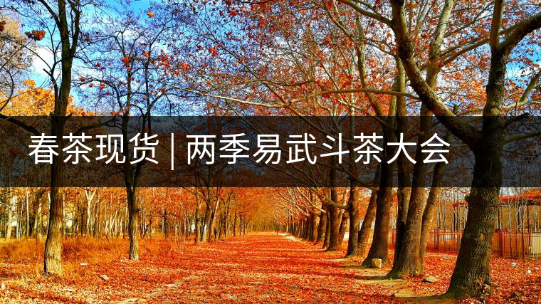 春茶現(xiàn)貨 | 兩季易武斗茶大會(huì)冠軍“落水洞”，茶友評(píng)價(jià)是這樣的