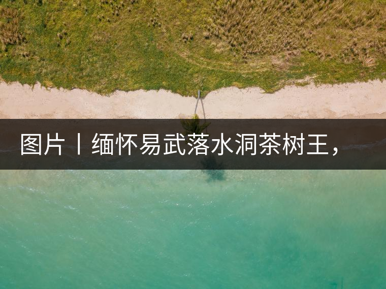 圖片丨緬懷易武落水洞茶樹王，犧牲前的樣貌圖片丨緬懷易武落水洞茶樹王，犧牲前的樣貌