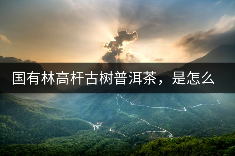 國(guó)有林高桿古樹(shù)普洱茶，是怎么回事?國(guó)有林高桿古樹(shù)普洱茶，是怎么回事？