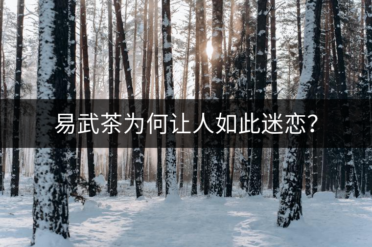 易武茶為何讓人如此迷戀？