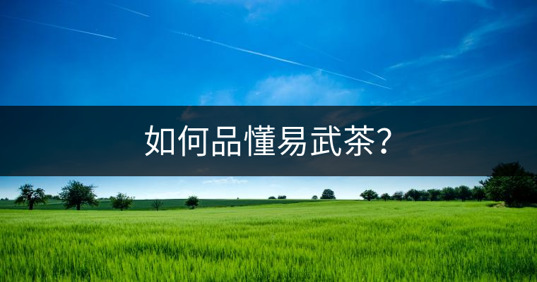 如何品懂易武茶？
