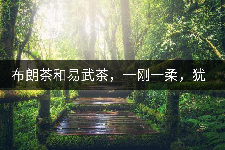 布朗茶和易武茶，一剛一柔，猶如洪拳與太極