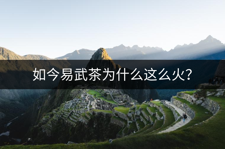 如今易武茶為什么這么火？