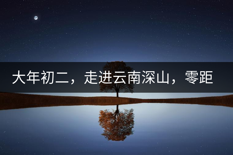 大年初二，走進云南深山，零距離接觸古茶樹