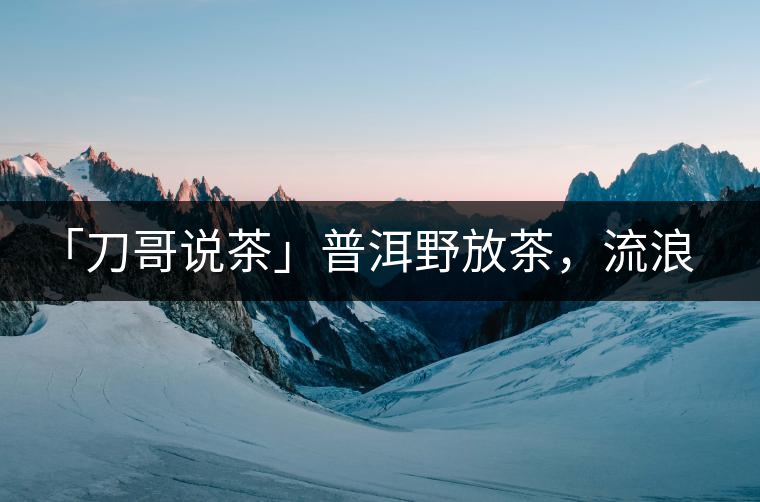 「刀哥說茶」普洱野放茶，流浪狗的春天