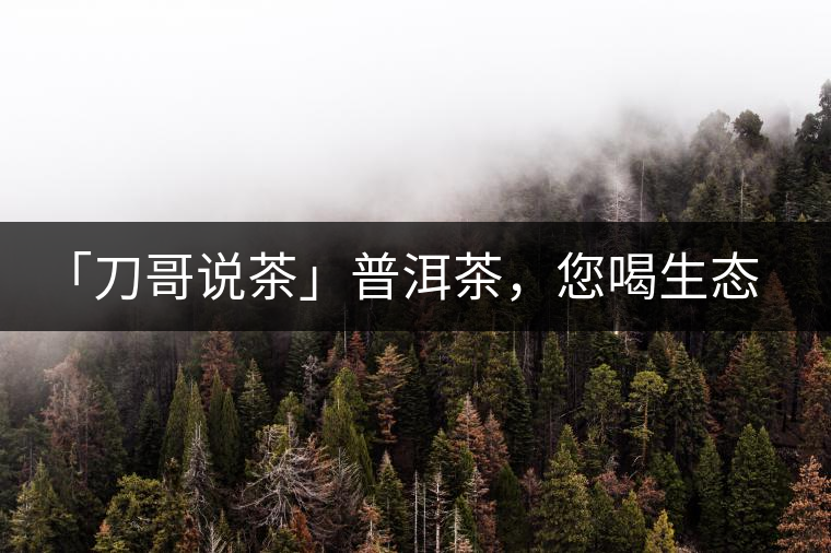 「刀哥說茶」普洱茶，您喝生態(tài)還是喝樹齡？