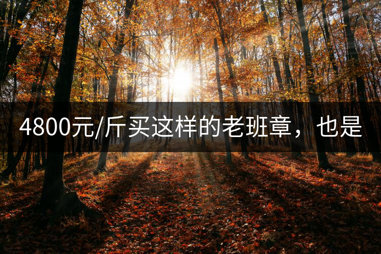 4800元/斤買這樣的老班章，也是醉了!4800元/斤買這樣的老班章，也是醉了！