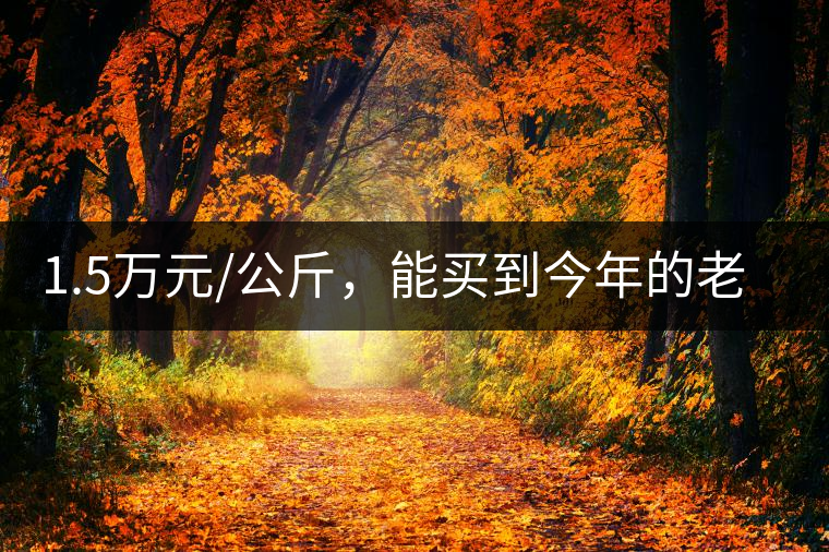 1.5萬元/公斤，能買到今年的老班章古樹茶嗎?1.5萬元/公斤，能買到今年的老班章古樹茶嗎？