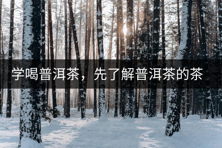 學(xué)喝普洱茶，先了解普洱茶的茶性