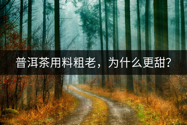 普洱茶用料粗老，為什么更甜？