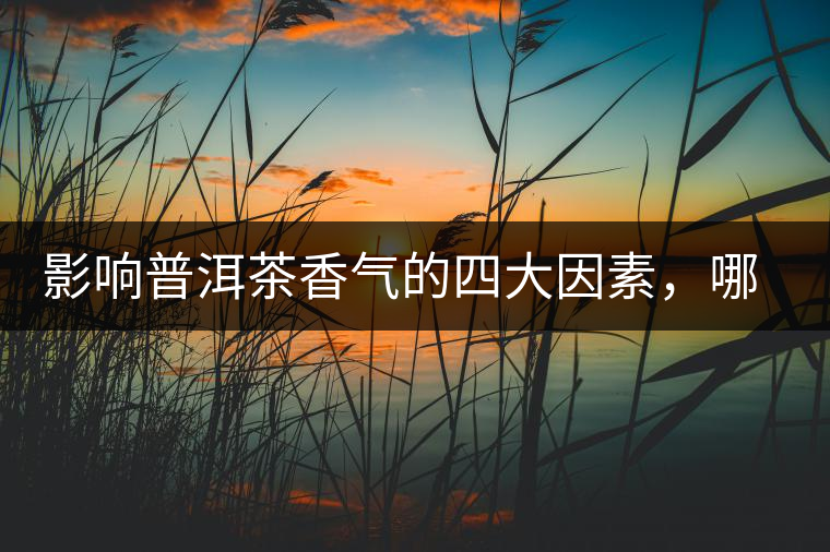 影響普洱茶香氣的四大因素，哪一個(gè)影響最大？