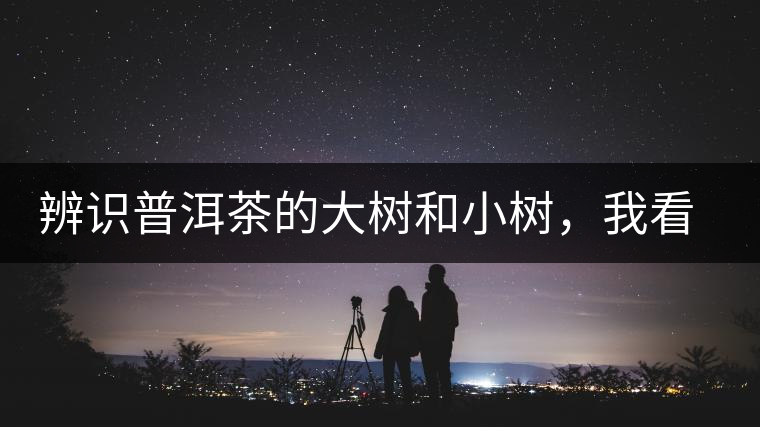辨識普洱茶的大樹和小樹，我看這篇最靠譜
