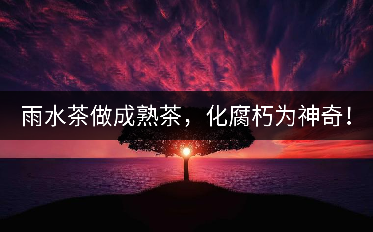 雨水茶做成熟茶，化腐朽為神奇！