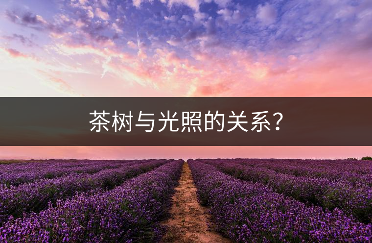 茶樹與光照的關(guān)系？