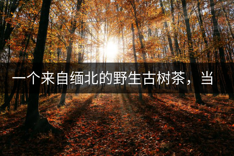 一個(gè)來自緬北的野生古樹茶,當(dāng)?shù)厝嗣窬尤挥盟娲硕酒贩N植 一個(gè)來自緬北的野生古樹茶,當(dāng)?shù)厝嗣窬尤挥盟娲硕酒贩N植