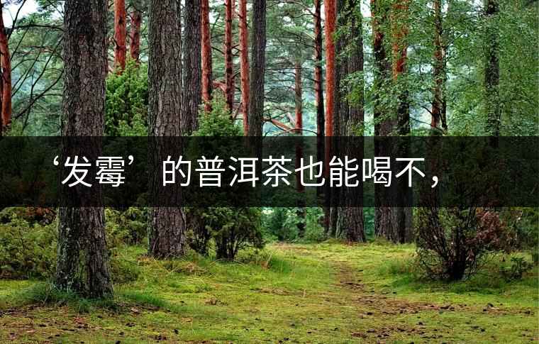 ‘發(fā)霉’的普洱茶也能喝不，看科學(xué)解釋