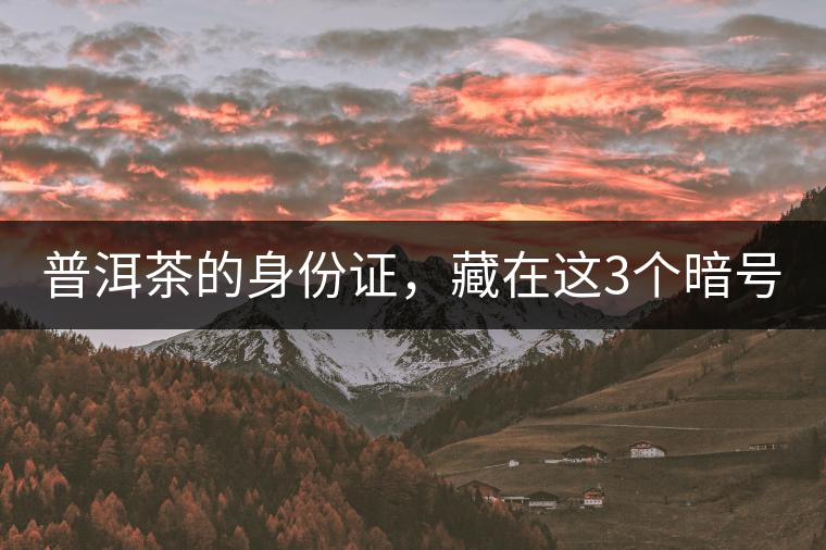 普洱茶的身份證，藏在這3個暗號中