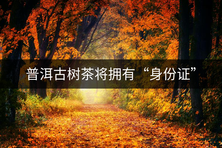 普洱古樹茶將擁有“身份證” 普洱古樹茶將擁有“身份證”