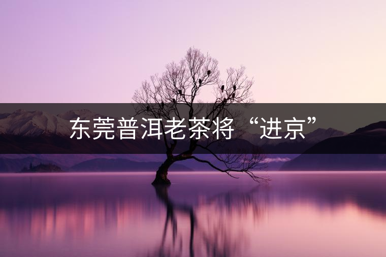 東莞普洱老茶將“進京” 東莞普洱老茶將“進京”