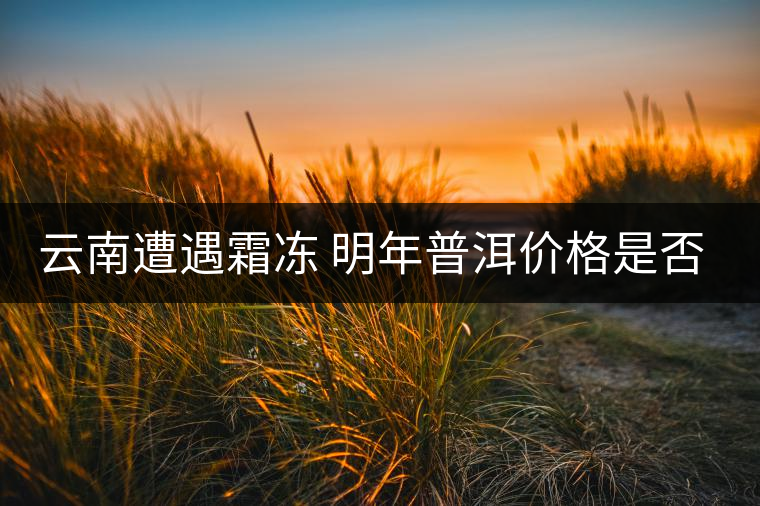 云南遭遇霜凍 明年普洱價格是否飆升？