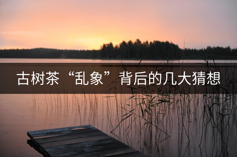 古樹茶“亂象”背后的幾大猜想 古樹茶“亂象”背后的幾大猜想
