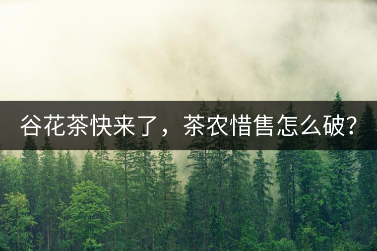 谷花茶快來了，茶農(nóng)惜售怎么破？