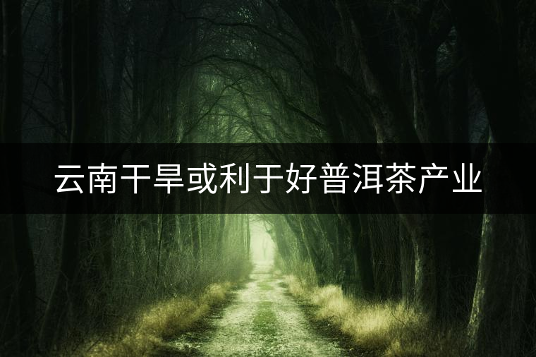 云南干旱或利于好普洱茶產(chǎn)業(yè) 云南干旱或利于好普洱茶產(chǎn)業(yè)