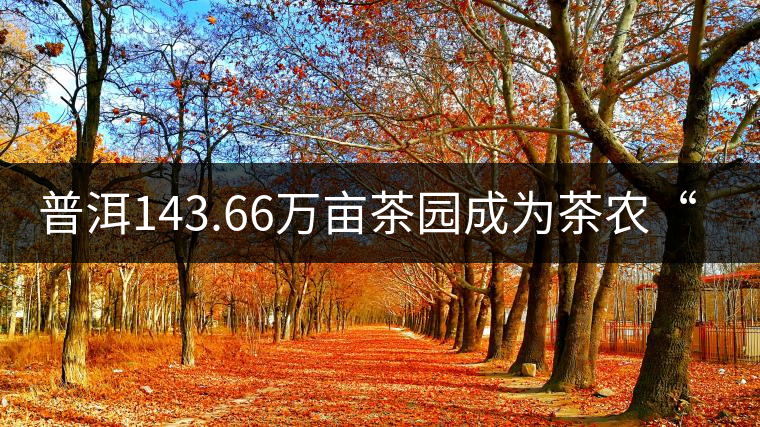 普洱143.66萬畝茶園成為茶農(nóng)“綠色銀行” 普洱143.66萬畝茶園成為茶農(nóng)“綠色銀行”